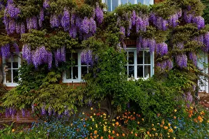 Hanging Prints: Great Britain, England, York. Wisteria flowers hang outside home
