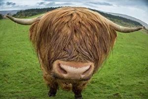 Images Dated 1st May 2015: Great Britain, Scotland. Close-up of highland cow