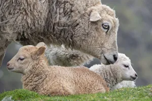 Images Dated 27th May 2018: Great Britain, Shetland, Fair Isle. Shetland sheep, ewe with lamb