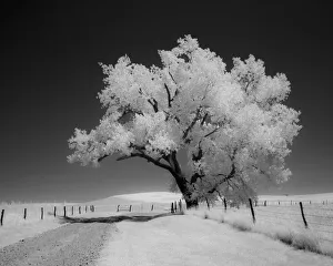 Fence Post Prints: Great cottonwood tree in Flint Hills