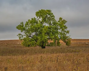 Kansas Prints: Great Cottonwood Tree in Kansas Flint Hills