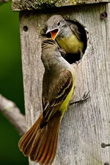 Great Crested Flycatcher Myiarchus crinitus Central Pennsylvania Habitat - Deciduous Forest