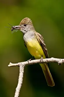 Great Crested Flycatcher Myiarchus crinitus Central Pennsylvania Habitat - Deciduous Forest
