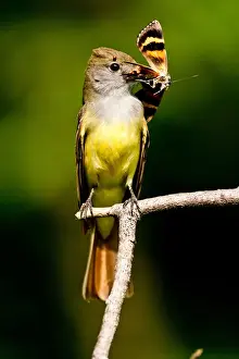 Great Crested Flycatcher Myiarchus crinitus Central Pennsylvania Habitat - Deciduous Forest