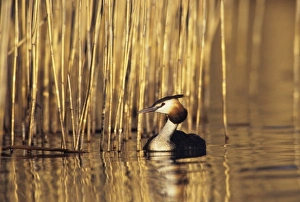 Grebe Prints: Great-crested Grebe, Podiceps cristatus, adult, Oberaegeri, Switzerland, July