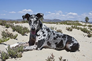 Companion Prints: A Great Dane lying in the sand in Ventura California