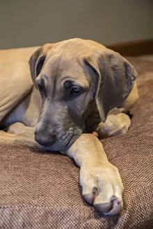 Pedigree Prints: Great Dane puppy Evie resting on her bed. (PR)