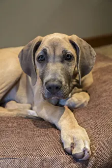 Janet Horton Prints: Great Dane puppy resting on her bed. (PR)
