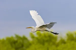 Great Egret (Ardea alba)