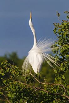 Images Dated 14th April 2016: Great Egret (Ardea alba) adult displaying