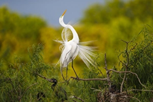 Nesting Prints: Great Egret (Ardea alba) adult displaying