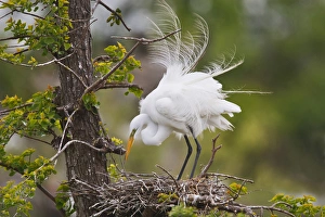 Great Egret (Ardea alba) adult at nest