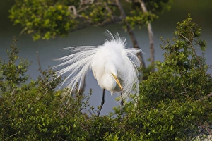 Plumage Prints: Great Egret (Ardea alba) adult at nest
