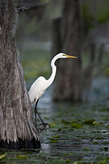 Images Dated 8th May 2009: Great Egret (Ardea alba) on Caddo Lake, Texas