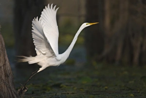Mature Prints: Great Egret (Ardea alba) on Caddo Lake, Texas