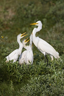 Aransas Bay Prints: Great Egret (Ardea alba) feeding young