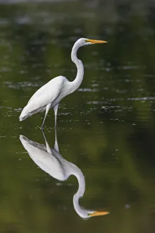 Images Dated 12th March 2021: Great Egret (Ardea alba) fishing in wetland Marion County, Illinois