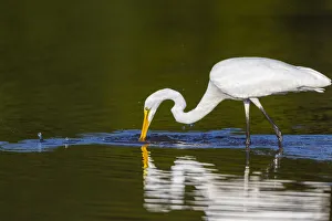 Images Dated 12th March 2021: Great Egret (Ardea alba) fishing in wetland Marion County, Illinois
