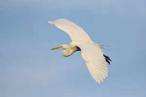 Great Egret (Ardea alba) flying