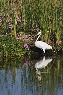 Wading Prints: Great Egret (Ardea alba) hunting fish in freshwater marsh