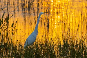 Marsh Prints: Great Egret (Ardea alba) at sunset Viera Wetlands Brevard County FL
