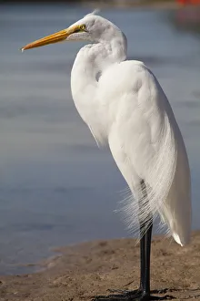 Great Egret (Ardea alba) on Tigertail Beach lagoon, Marco Island, Florida