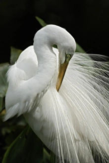 Images Dated 1st March 2005: Great Egret in breeding plumage preening feathers
