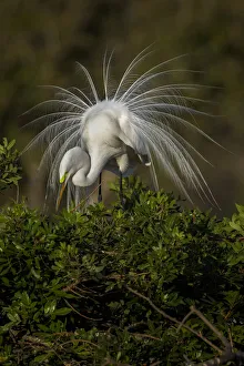 Nesting Prints: Great egret in courtship display in full breeding plumage, Venice rookery, Venice, Florida