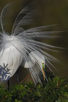 Nesting Prints: Great egret in courtship display in full breeding plumage, Venice rookery, Venice, Florida