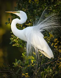 Oak Tree Prints: Great egret courtship, Florida, USA