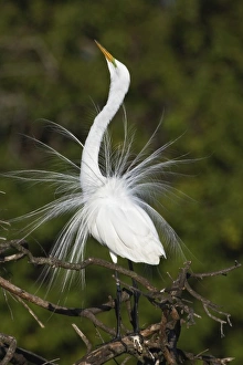 Displaying Prints: Great Egret displaying breeding plumes, Casmerodius albus, Venice, Florida