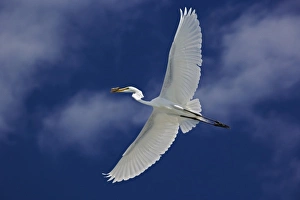 Sanibel Island Prints: Great Egret in flight, Casmerodius albus, Sanibel Island, Florida