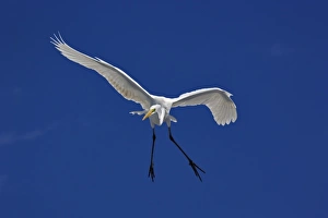 Images Dated 22nd February 2005: Great Egret in flight, Casmerodius albus, Sanibel Island, Florida