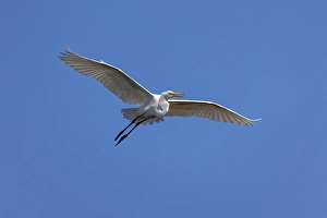 Wading Bird Prints: Great egret in flight, Merritt Island National Wildlife Refuge, Florida