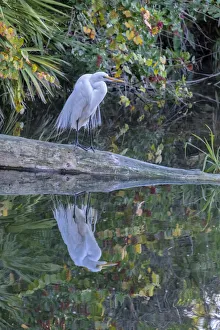 Prints of Great Egret, Florida Images Dated 2021 February: Great Egret, Florida