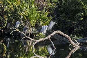 Images Dated 14th February 2021: Great Egret, Florida