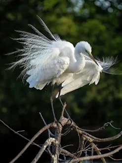 Images Dated 2022 August: Great Egret, Florida, USA