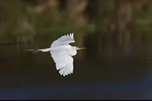 Great egret flying. Venice rookery, Venice, Florida