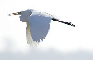 White Background Prints: A great egret flying against a white background at the San Luis National Wildlife