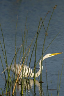 Wetlands Prints: Great egret hunting for its food inside the bulrush, Ardea alba, Viera Wetlands Florida