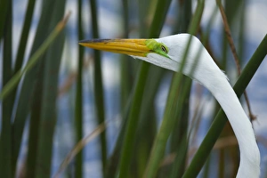 Grissom Memorial Park Prints: Great Egret hunting in soft stem bulrush, Ardea alba, Viera wetlands, Florida