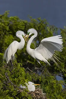 Greeting Prints: Great Egret landing at nest