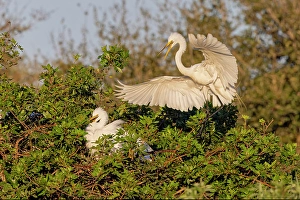 Wading Bird Prints: Great egret landing at nest site, Venice rookery, Venice, Florida