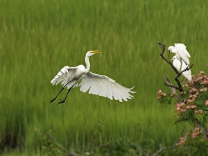 Images Dated 27th June 2024: Great egret lying, New Jersey, Usa