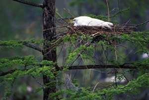 Great Egret on nest (Casmerodius albus)