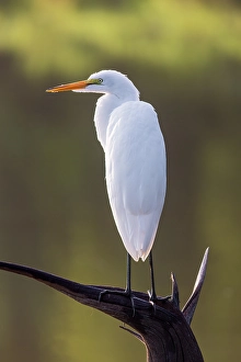 Images Dated 10th June 2024: Great egret perched on old stump in wetland, Marion County, Illinois