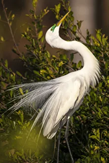 Wading Bird Prints: A great egret performs a breeding display at a rookery in southwest Florida