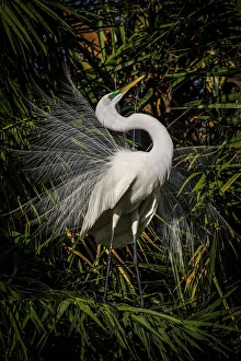 Wading Bird Prints: A great egret performs frequent displays using its showy plumage during the breeding