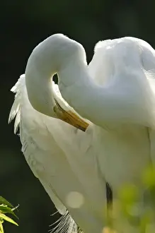 Wading Bird Prints: Great Egret preening on nest Ardea alba Alligator farm rookery, St. Augustine, FL