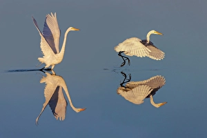 Wading Bird Prints: Great egret reflection on still water while fishing